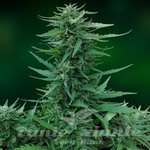 BARNEY’S FARM - Sweet Tooth Auto