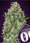 00 Seeds Bank - Critical Poison