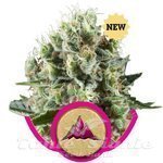 ROYAL QUEEN SEEDS - Critical Kush