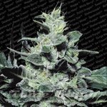 PARADISE SEEDS - Nebula