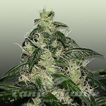 ROYAL DUTCH GENETICS - L.A. Cheese