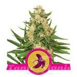 ROYAL QUEEN SEEDS - Fat Banana