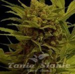 SOMA SEEDS - Somantra