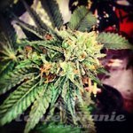 710 GENETICS - Berry OG Kush