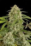 DINAFEM - White Widow Autoflowering