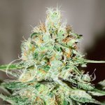 DELICIOUS SEEDS - Jägg Kush
