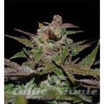 RESERVA PRIVADA - Purple Wreck