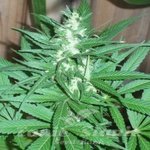 KC BRAINS - K.C.39
