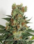 RIPPER SEEDS - Fuel OG