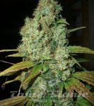 ! Power Plant Auto
