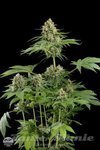 DINAFEM - Moby Dick