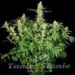 PARADISE SEEDS - Wappa