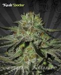 AUTO SEEDS - Kush Doctor