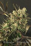 EXOTIC SEED - Exotic Colours