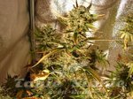 FEMALE SEEDS - Auto AK