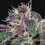 BARNEY’S FARM - Ayahuasca Purple