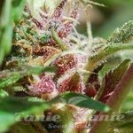 FEMALE SEEDS - Red Purps