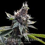 GROW YOUR OWN - Florida OG