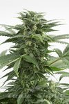 DINAFEM - Haze XXL Auto