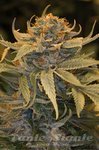 HUMBOLDT SEED - Lost Coast OG