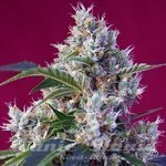 Sweet Seeds - Indigo Berry Kush