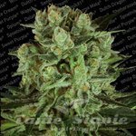 PARADISE SEEDS - Durga Mata II CBD