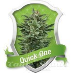 ROYAL QUEEN SEEDS - Quick one Auto