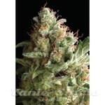 PYRAMID SEEDS - American Pie