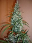 SENSI SEEDS - SILVER HAZE #9