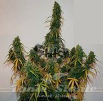 FLASH SEEDS - Formula One Auto