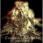 THE BULLDOG SEEDS - Fast Ryder I