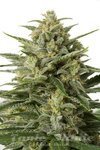 DINAFEM - White Widow XXL Auto