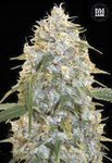 BULK SEED BANK - Cocopopo