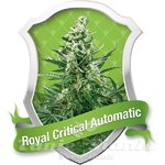 ROYAL QUEEN SEEDS - Royal Critical Automatic®