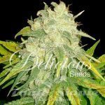 DELICOUS SEEDS - Il Diavolo
