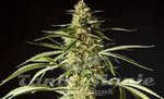 PHILOSOPHER SEEDS - Philo Skunk