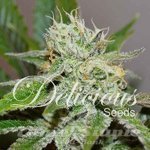 DELICIOUS SEEDS - Original Juan Herer