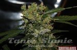 GREEN LABEL - Auto Mega Bud