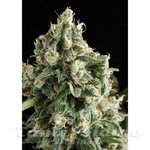 PYRAMID SEEDS - Auto Lennon