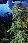 THE CALI CONNECION - Blue Dream Haze
