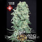 PURE SEEDS - Viking Haze