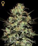 GREEN HOUSE SEEDS - Moby Dick