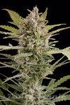 DINAFEM - Critical + 2.0 Autoflowering