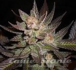 CBD Seeds - Lavender