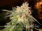 ! OG Kush Auto