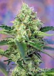 SWEET SEEDS - Crystal Candy