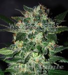 WORLD OF SEEDS - Domina Star