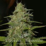 NIRVANA - Lemon OG Haze