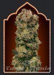 00 SEEDS BANK - Auto Sweet Soma