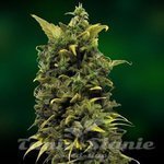 BARNEY’S FARM - Blue Cheese